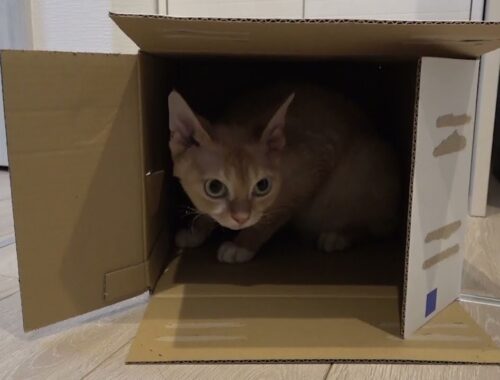 デボンレックス兄は段ボール箱が大好きです(Devon Rex cat likes cardboard boxes)