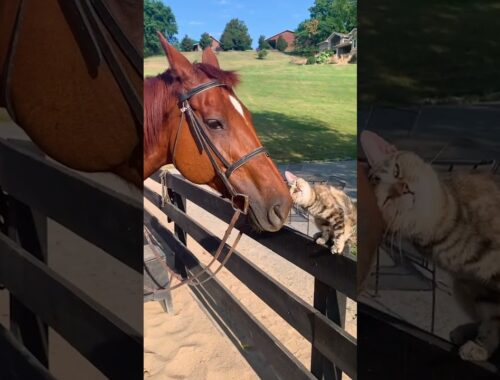 Adorable Kitten Gives Kisses to Horse!
