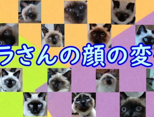 ソラさん（シャム猫）の顔の変化【Facial changes in Siamese cats】
