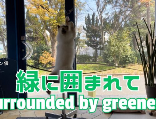 バーマン猫ラフ【緑に囲まれて】Surrounded by greenery（バーマン猫）Birman/Cat