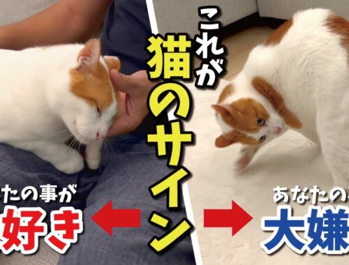 猫があなたのことを大好きか大嫌いか分かる行動がこちら【関西弁でしゃべる猫】