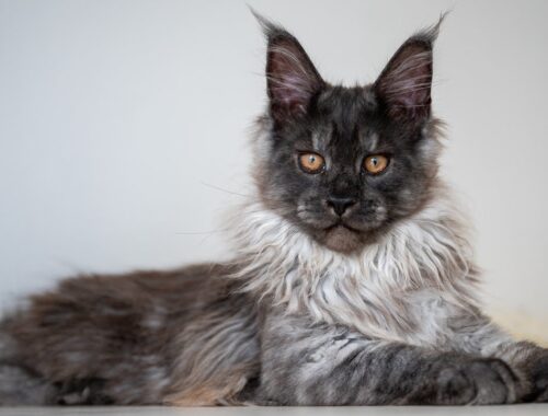 4 Months of Maine Coon Cuteness | Our Kittens' journey comes to a close