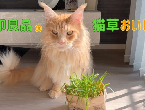無印良品の猫草は美味しいみたい【大きい猫 メインクーン】