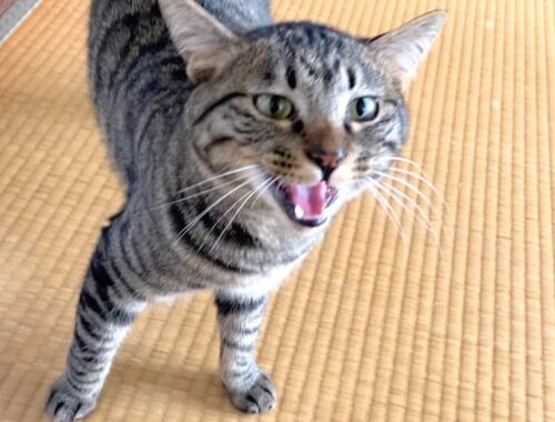 完璧な日本語で会話してしゃべる猫...
