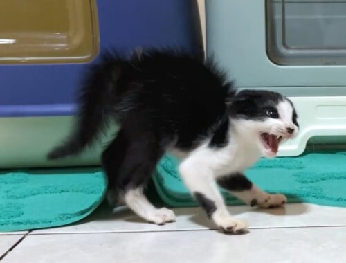 A rescued kitten who is furious with big cat