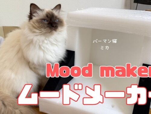 バーマン猫ミカとラフ【ムードメーカー】Mood makers（バーマン猫）Birman/Cat