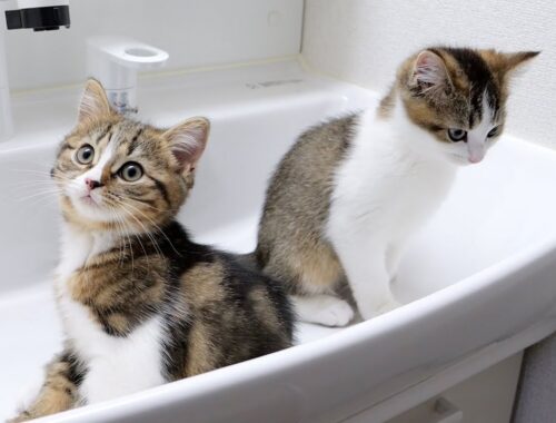 Male cats went on a rampage in the washroom and flooded it!
