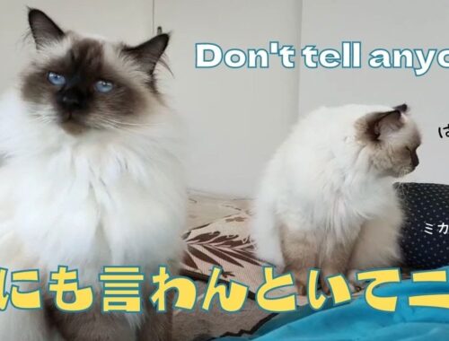 バーマン猫ウリのふみふみ【誰にも言わんといてニャ】Don't tell anyone（バーマン猫）Birman/Cat