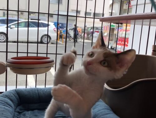 川口市　デボン・レックス　とっても人懐っこい甘えん坊な子ネコ　ねこじゃらしで遊ぶ