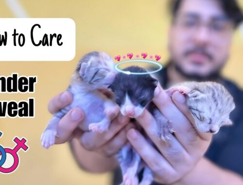How to CARE for a KITTEN | How Baby Kittens Grow