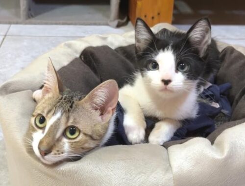 Rescued kitten worried about older kitten after birth control surgery was too cute
