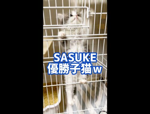 SASUKE優勝子猫【ラガマフィン】