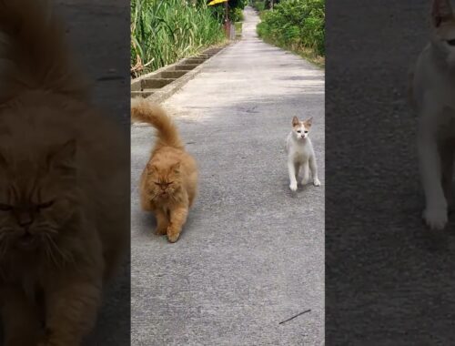 Kitten Ruins Ginger Cat's Graceful Run || ViralHog
