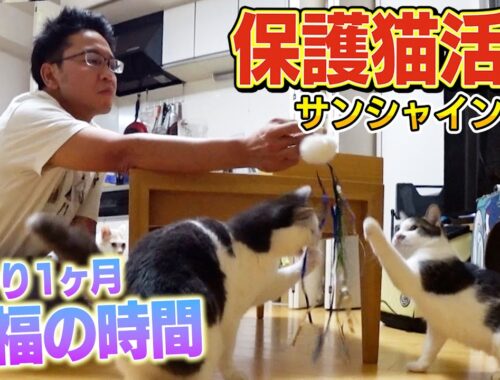 【サンシャイン池崎】預かり１ヶ月目！保護猫のりしおが手作りおもちゃで心を開く！？【預かりボランティア】