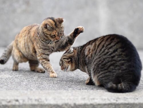 日本の猫と海 縄張りの境界での攻防