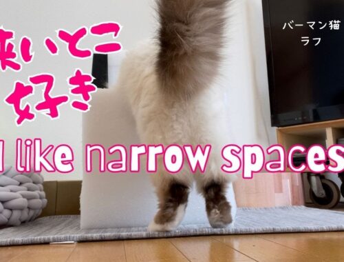 バーマン猫ラフ【狭いとこ好き】I like narrow spaces（バーマン猫）Birman/Cat