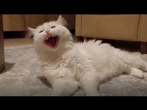 Angry Turkish Van Cat confused on catnip