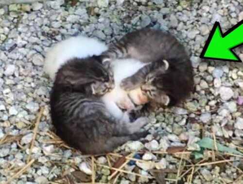 The Two Kittens Struggled to Keep Their Sick Sister Warm, but They Soon Had an Unusual Mother!
