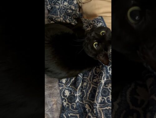 Super Cute black cat YORU #meow #cat #cutecat