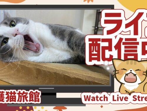 💖【看板猫日本一のおもち】💖２階猫のお部屋ライブ配信中💖