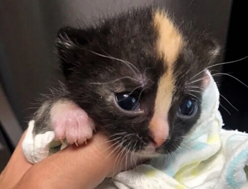 Rescue a tiny kitten who was very dehydrated, skinny, and small