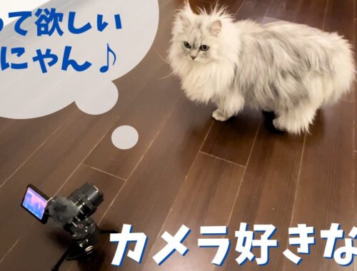 カメラ好きな猫｜ラガマフィンのラガさん
