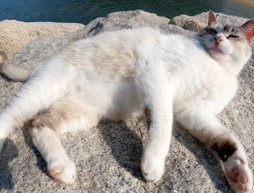 シャムミックス猫が海の岩場で寝そべって人間にモフられる