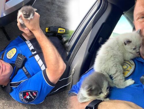 Stray Kittens Can’t Stop Cuddling With The Policeman Who Rescued Them