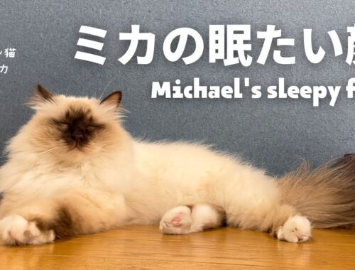 バーマン猫ミカ【ミカの眠たい顔】Michael's sleepy face（バーマン猫）Birman/Cat