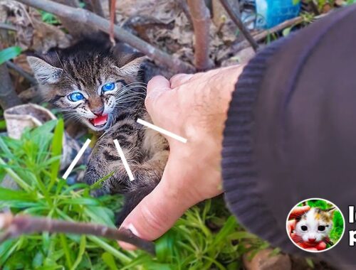 A Guy is Trying to SAVE the ANGRY KITTEN, Which The Mother Cat is Trying to PROTECT. | Lucky Paws