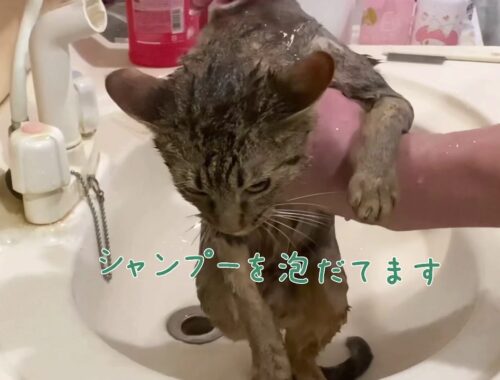 子猫のお風呂動画【ナナハチ’s ROOM】オシキャット☆チョコレートスポッテッドの男の子　20201210