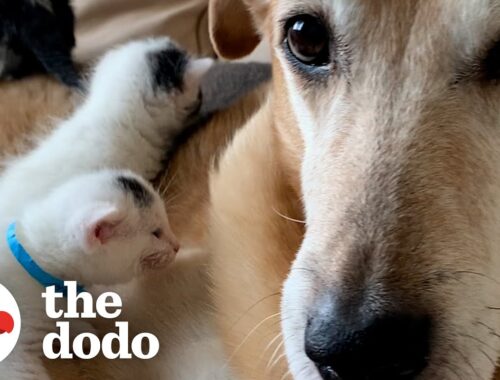 German Shepherd Loves His Blind Foster Kittens | The Dodo