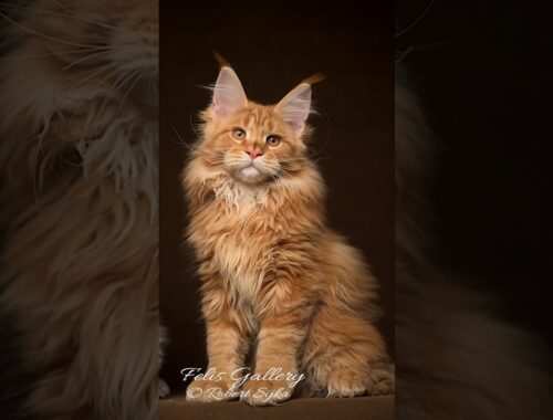 Vincent 3 months later. #mainecoon #kittens #felisgallery