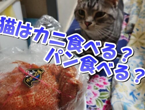 猫はパン食べる？カニ食べる？？（アメリカンショートヘア）