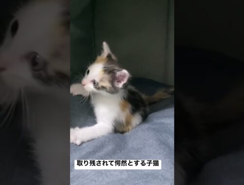 取り残されて愕然とする子猫 #猫 #cat #子猫 #保護猫 #kitten #ねこ #こねこ #animal #babycat #shorts
