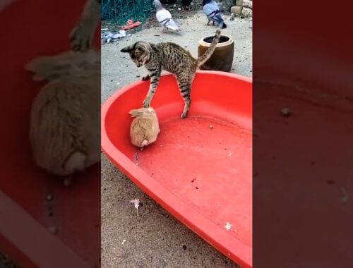 Funny Cats Meowing - Meong Kucing Lucu #shorts