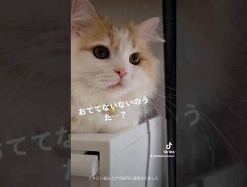 おててないない #ラガマフィン #猫動画 #cat #子猫 #shorts