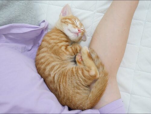 The Rescued Kitten's Favorite Bed is In the Owner's Arms