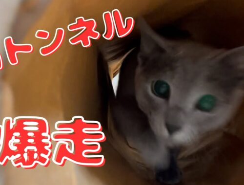 カサカサ音もたまらない！紙製猫トンネルで興奮気味なかわいい猫【ロシアンブルー】
