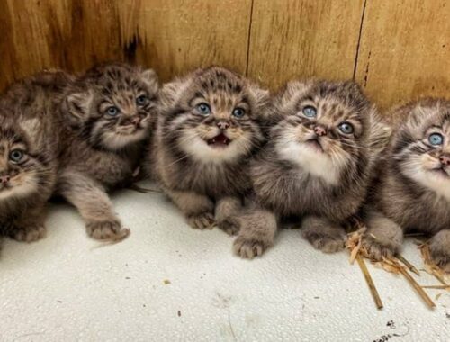 A man found little kittens in a shed! He was shocked to learn that they were not cats
