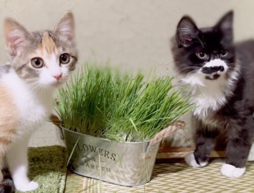 初めて子猫達に猫草をあげたら食べっぷりが汚かった(；ω；)