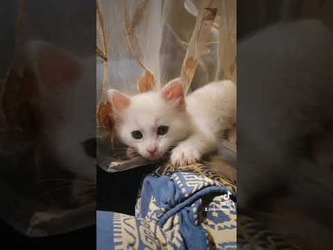 Cute white cat being adorable