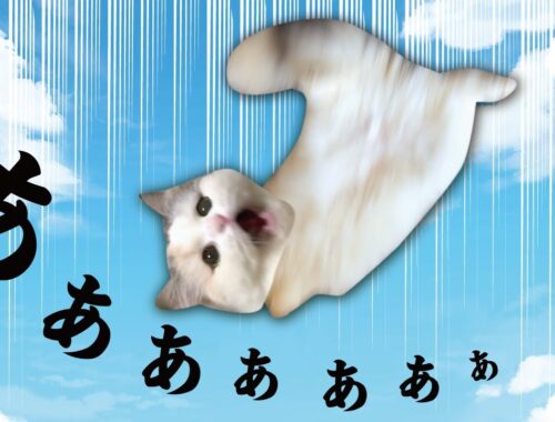 【悲報】猫が落下しました…【関西弁でしゃべる猫】