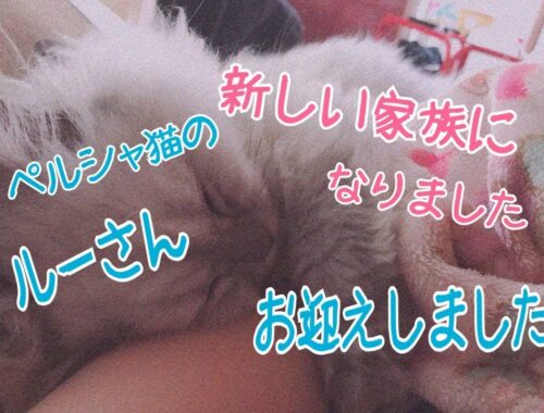 【UNNYAＷN＃1】新しい家族（子猫）をお迎えしました～ペルシャ猫～【にゃんブログ】