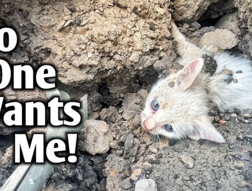 Abandoned Kitten Was Struggling To Survive And How Could We Leave Him In Such Situation
