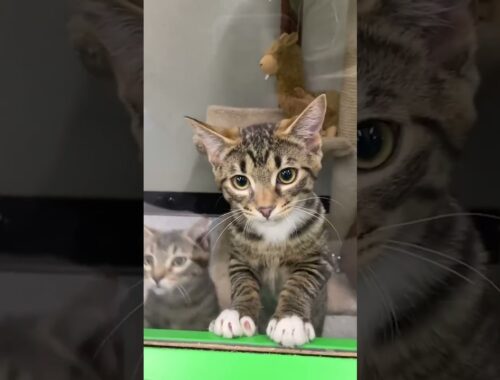 Adorable Kittens Can't Wait to be Adopted!