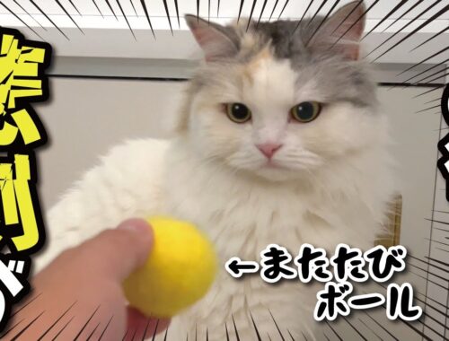 【事故】またたびボールで遊んでたら猫にまさかの事態が…！！【関西弁でしゃべる猫】