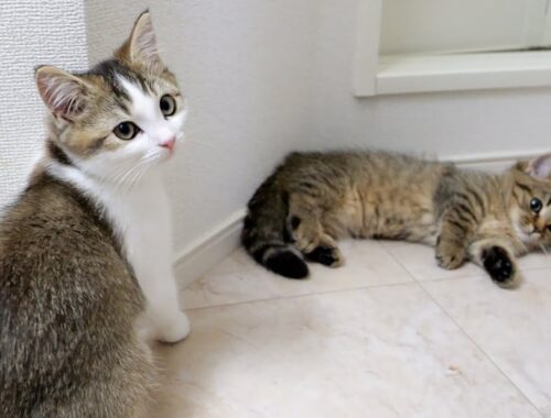 Fifi the kitten appeases her sister Lili, who can't climb up on the washbasin