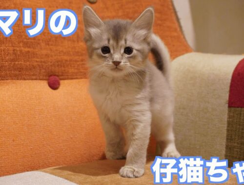 【ソマリ　子猫】とってもキュートなソマリの仔猫ちゃん❣️