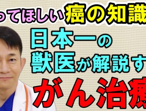 【犬猫の癌】日本一のガンの獣医さんのガンの解説を聞いてほしい【Part.5】【治療方法】